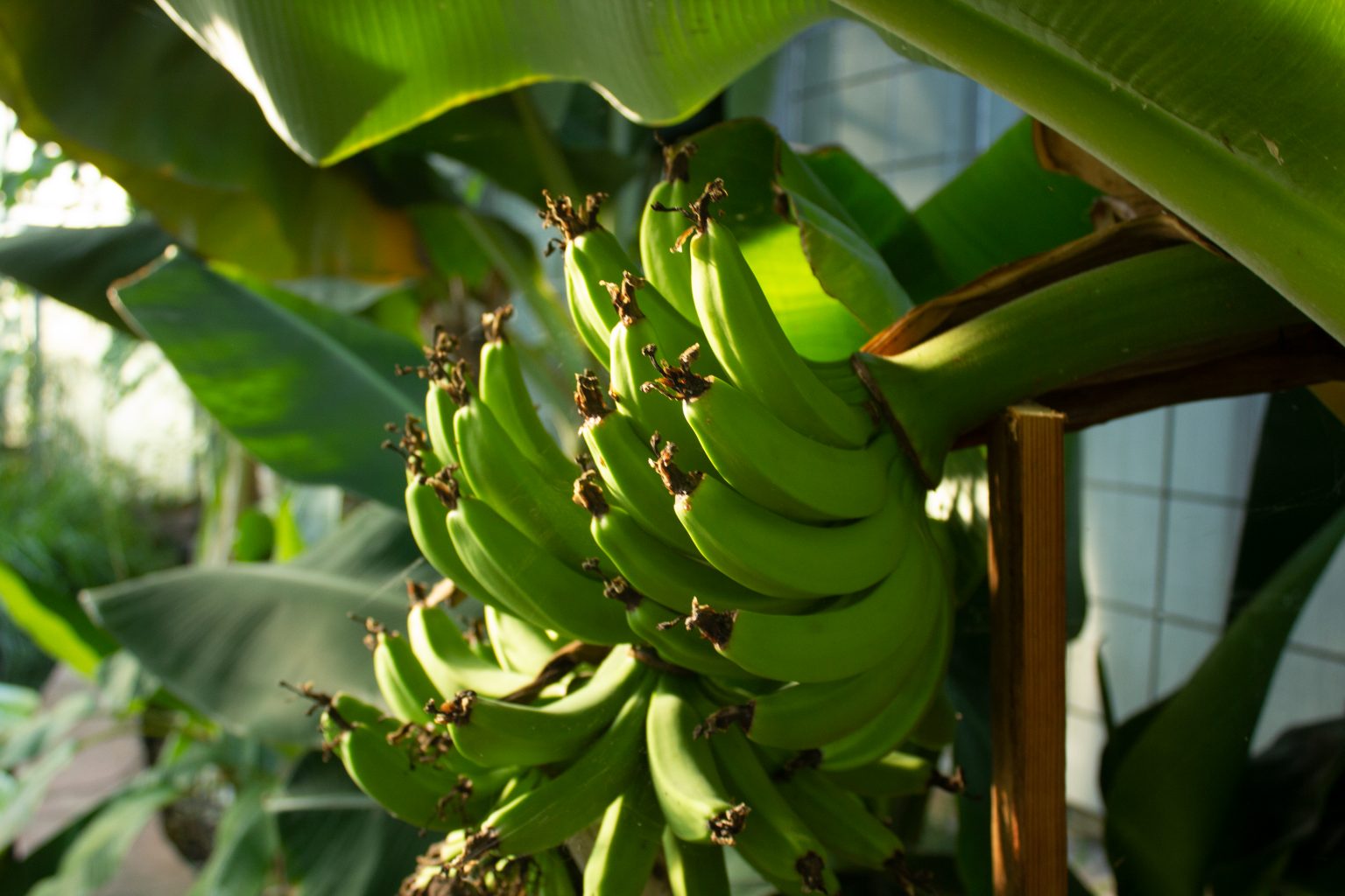 Maysun Naamnih (KIT) Tropische Nutzpflanzen Freundeskreis