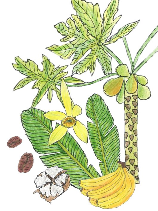 Tropische Nutzpflenzen