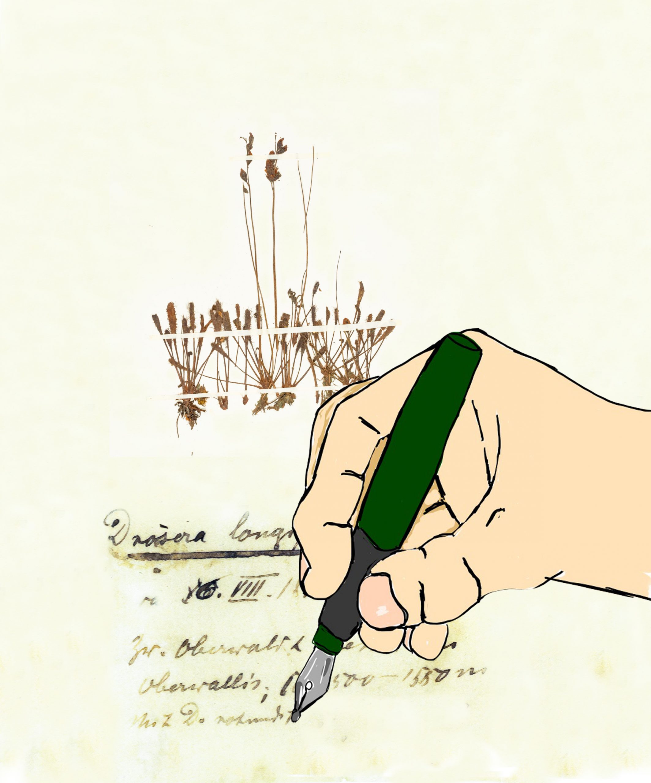 Prof. Dr. Michael Mönnich: Geschichte der Herbarien