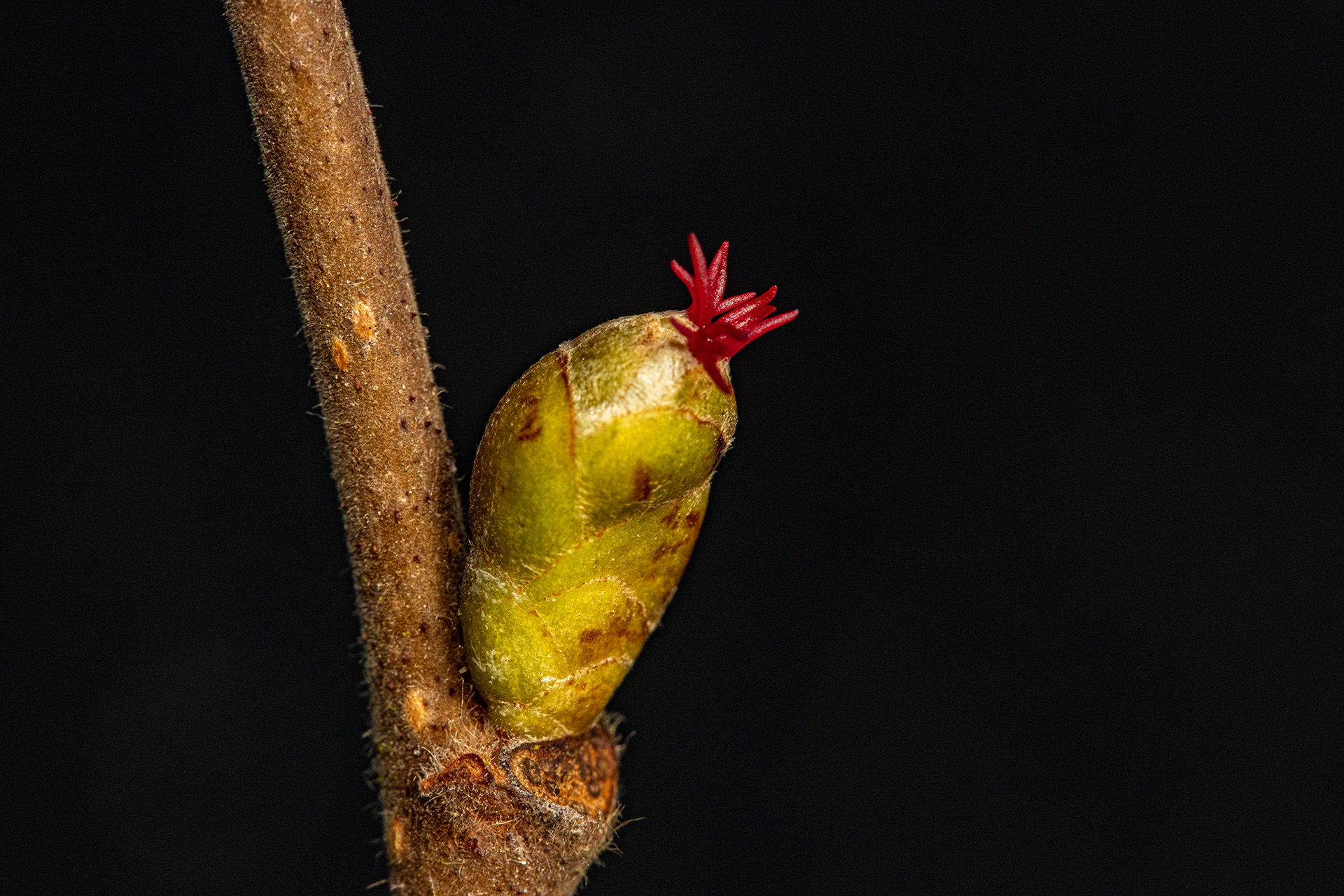 Maren Riemann: Bäume und Sträucher im Winter - Ein Waldspaziergang zur Fürstlichen Grabkapelle