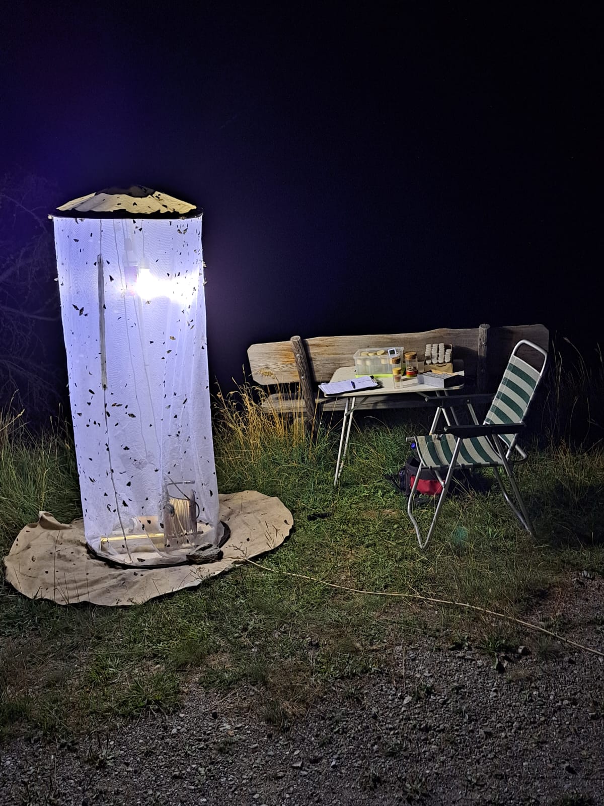 Julia Blendl, Michelle Brix (beide PH Karlsruhe) & Michael Falkenberg (Staatliches Museum für Naturkunde Karlsruhe): Nachts im Garten: "Artenvielfalt am Leuchtturm"